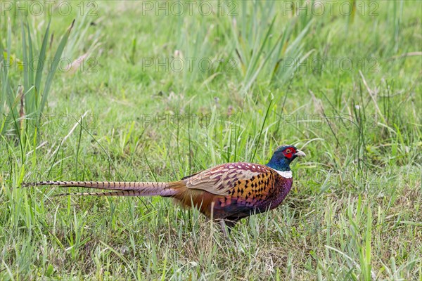 Common pheasant