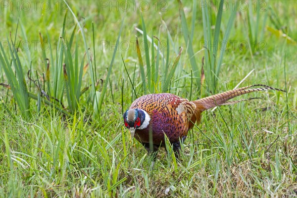 Common pheasant