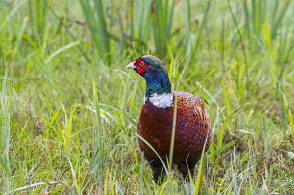 Common pheasant