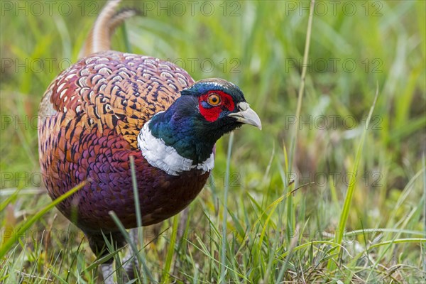 Common pheasant