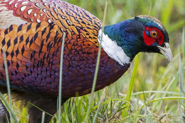 Common pheasant