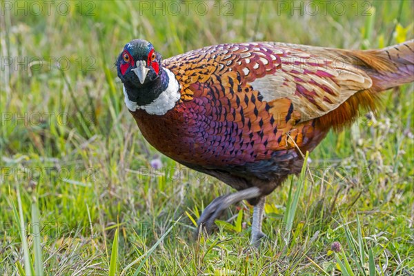 Common pheasant