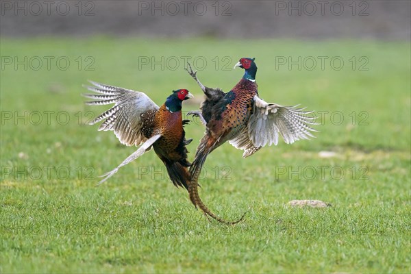 Common pheasant