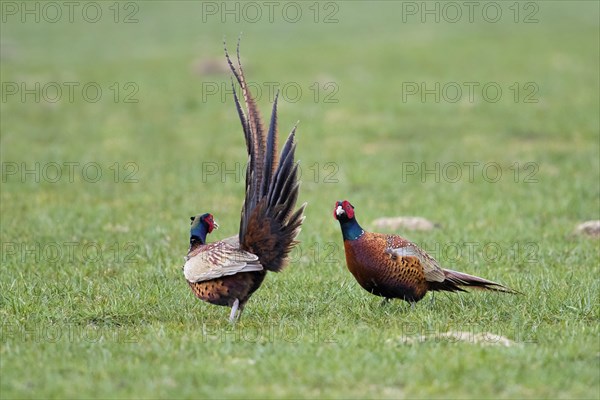 Common pheasant