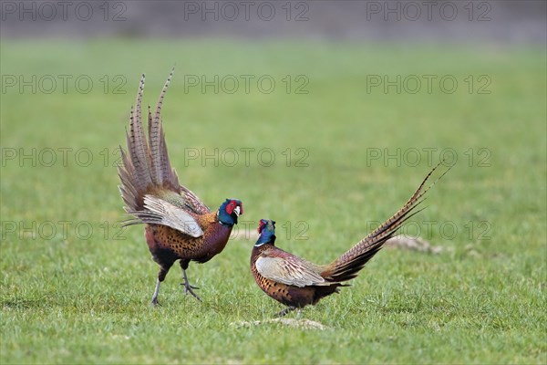 Common pheasant