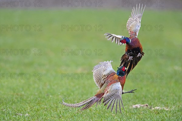 Common pheasant