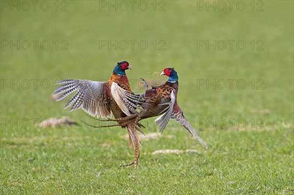 Common pheasant