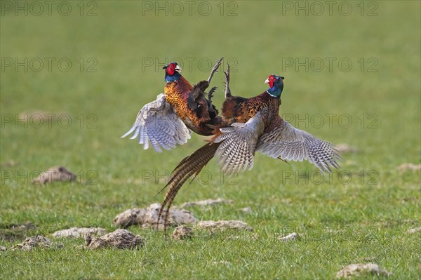 Common pheasant