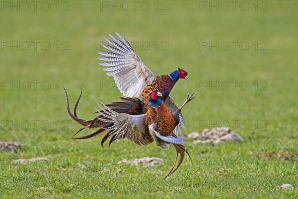 Common pheasant