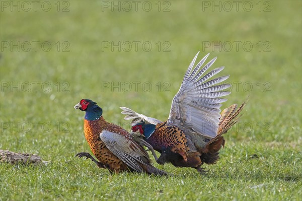 Common pheasant