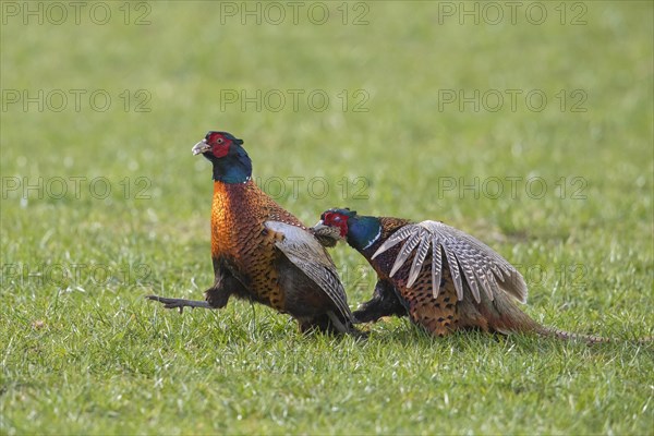 Common pheasant