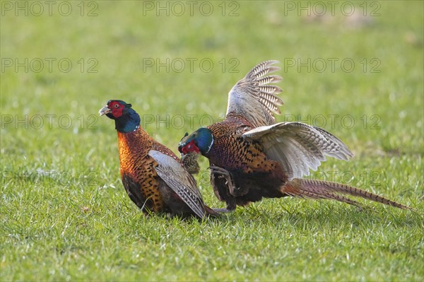 Common pheasant