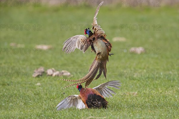 Common pheasant