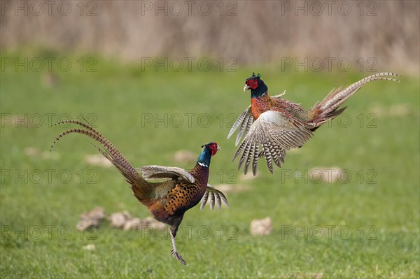 Common pheasant