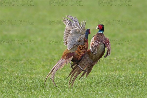 Common pheasant