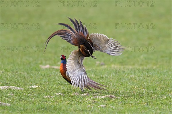 Common pheasant