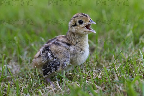 Common pheasant