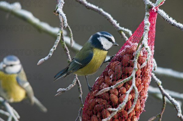 Blue Tits