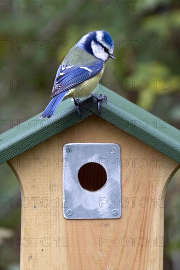 Blue tit