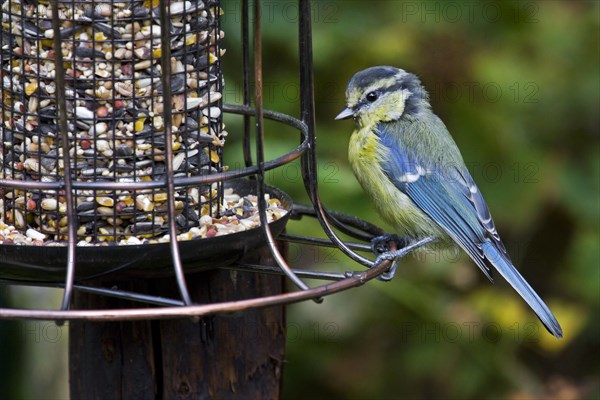 Blue tit