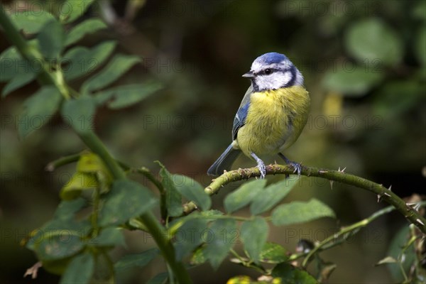 Blue tit