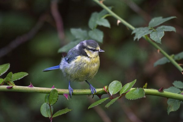 Blue tit