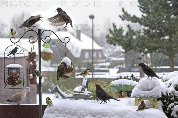 Songbirds like starlings