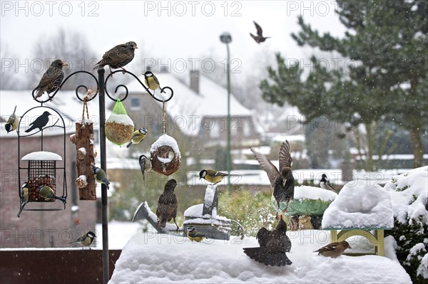 Songbirds like starlings