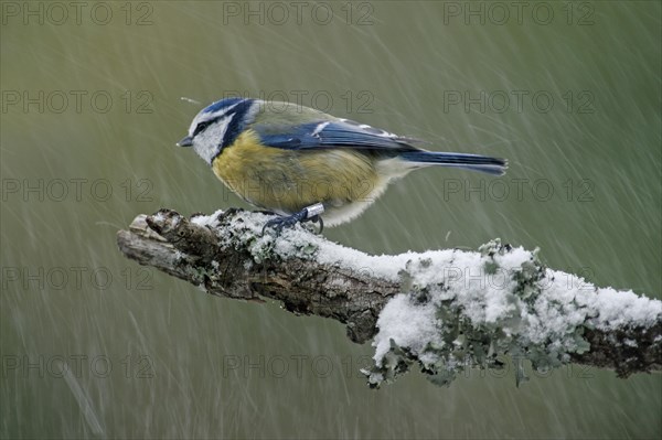 Blue tit