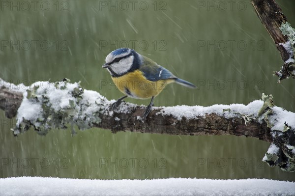 Blue tit