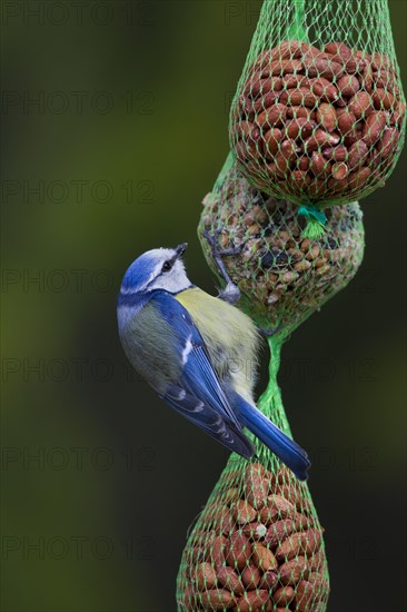 Blue tit