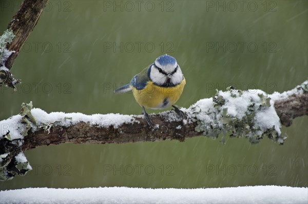 Blue tit