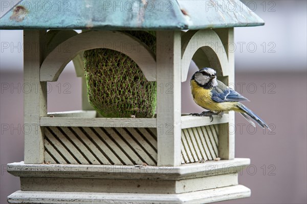 Blue tit