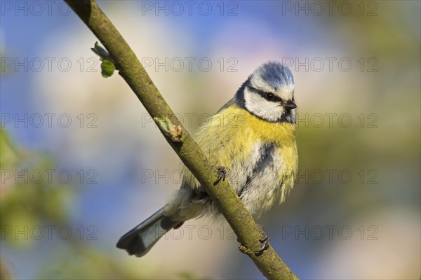 Eurasian blue tit