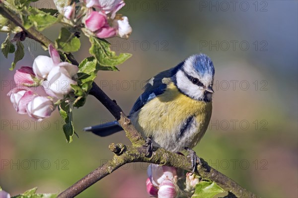 Eurasian blue tit