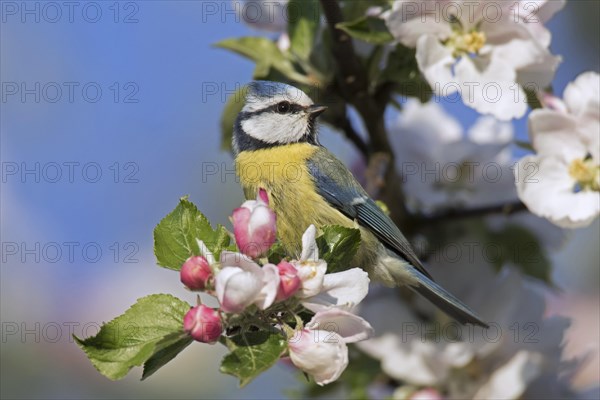 Eurasian blue tit