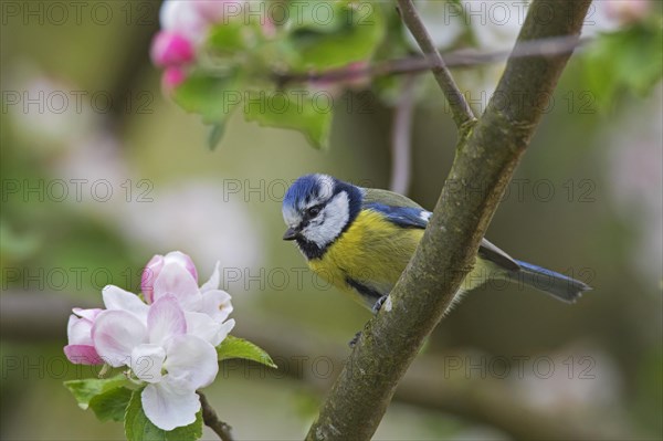 Eurasian blue tit