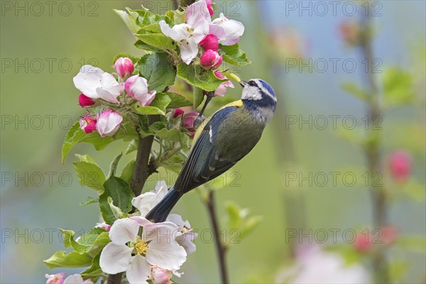 Eurasian blue tit