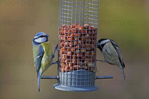 Eurasian blue tit