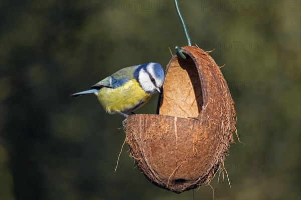 Eurasian blue tit