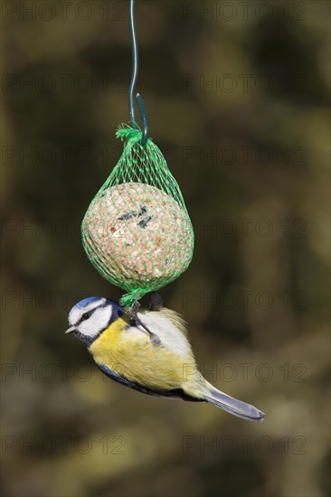 Eurasian blue tit