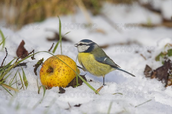 Eurasian blue tit