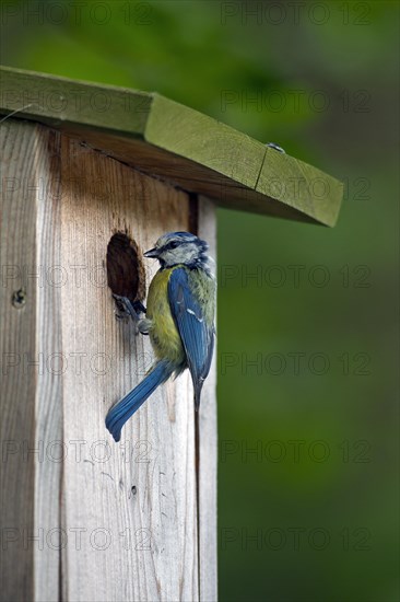 Eurasian blue tit