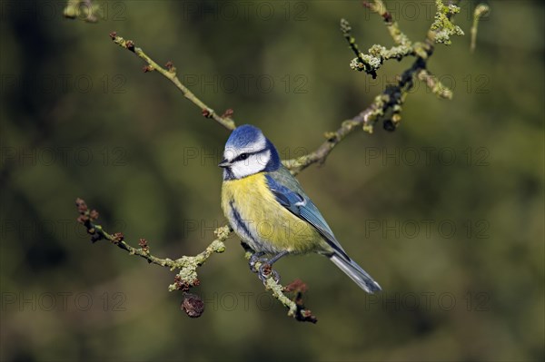 Eurasian blue tit