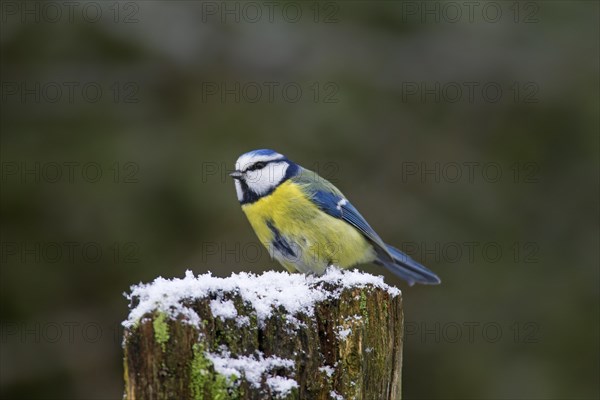 Eurasian blue tit