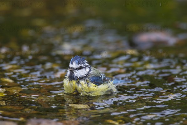 Eurasian blue tit