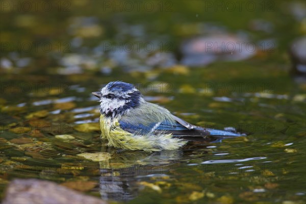 Eurasian blue tit