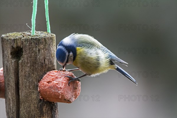 Eurasian blue tit