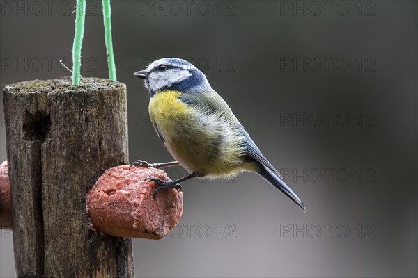 Eurasian blue tit