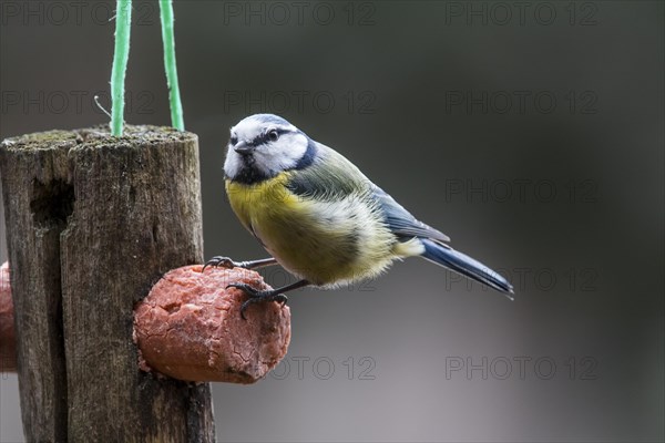 Eurasian blue tit